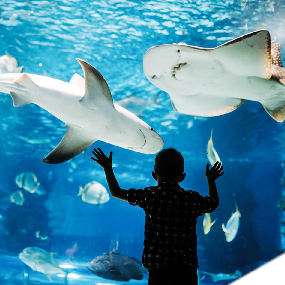 Nausicaa aquarium in Boulogne sur Mer Nausicaa aquarium in Boulogne sur Mer